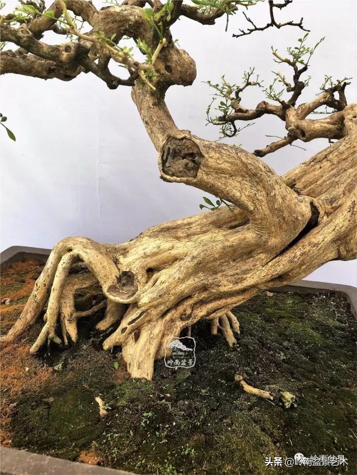 骞哥涔呬箙鐢滅敎铚滆湝,骞哥涔呬箙