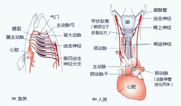 人类是真的经过设计的吗,大胆的推测
