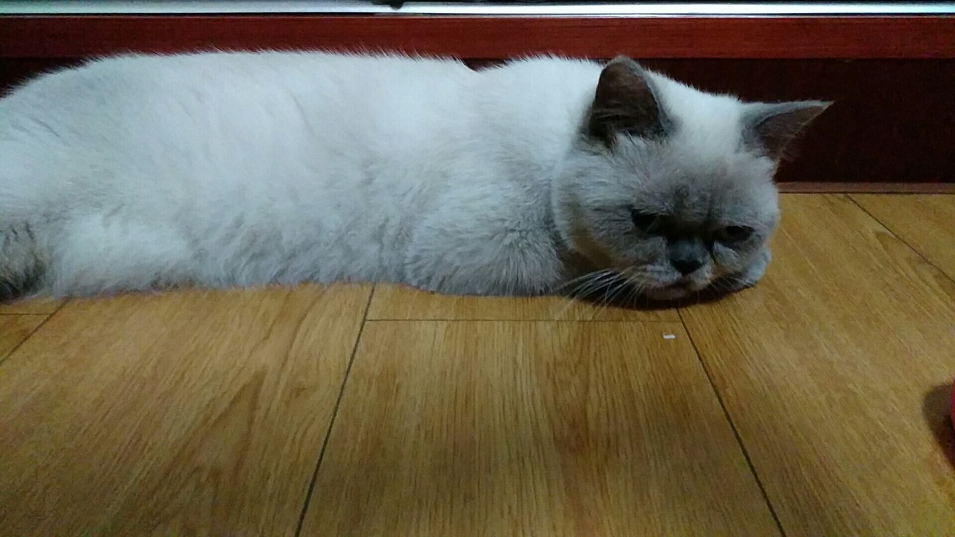 一只困到睁不开眼的喵星人,一只喵星人的成长史一口气看完