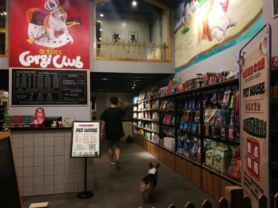 医生5天出师、35万加盟宠物店,谁在拿“毛孩子”肆意收割?