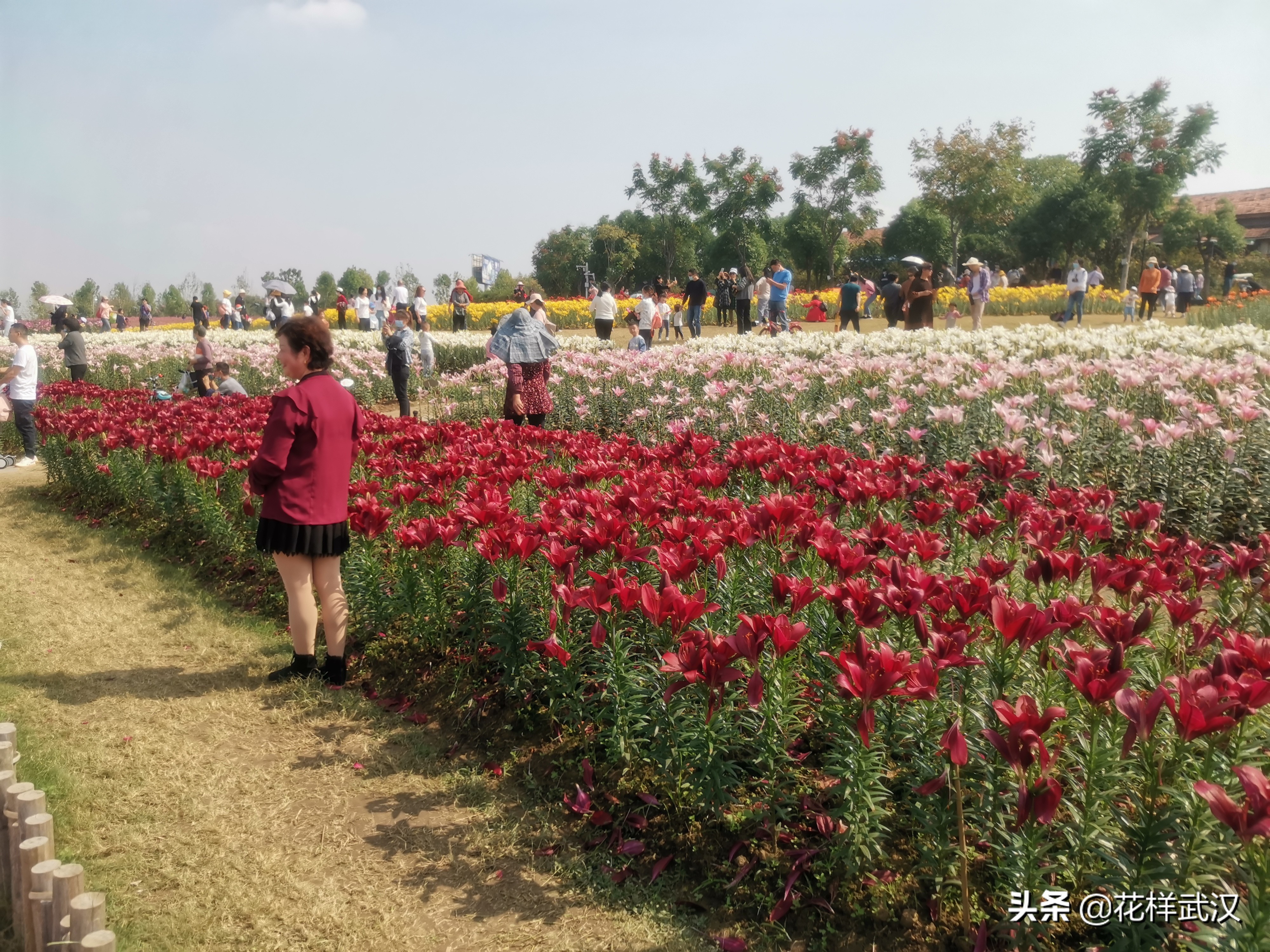 武汉花博汇一天游玩大概多少钱,武汉花博汇值不值得玩