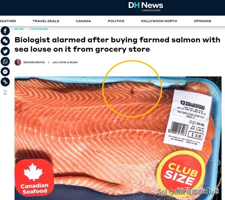 挪威三文鱼养殖环境恶劣纪录片,挪威三文鱼养殖环境恶劣新闻