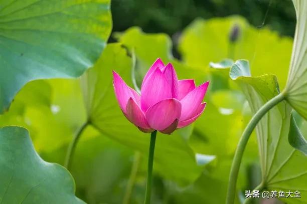 碗莲移栽方法视频,碗莲栽种有服盆期吗