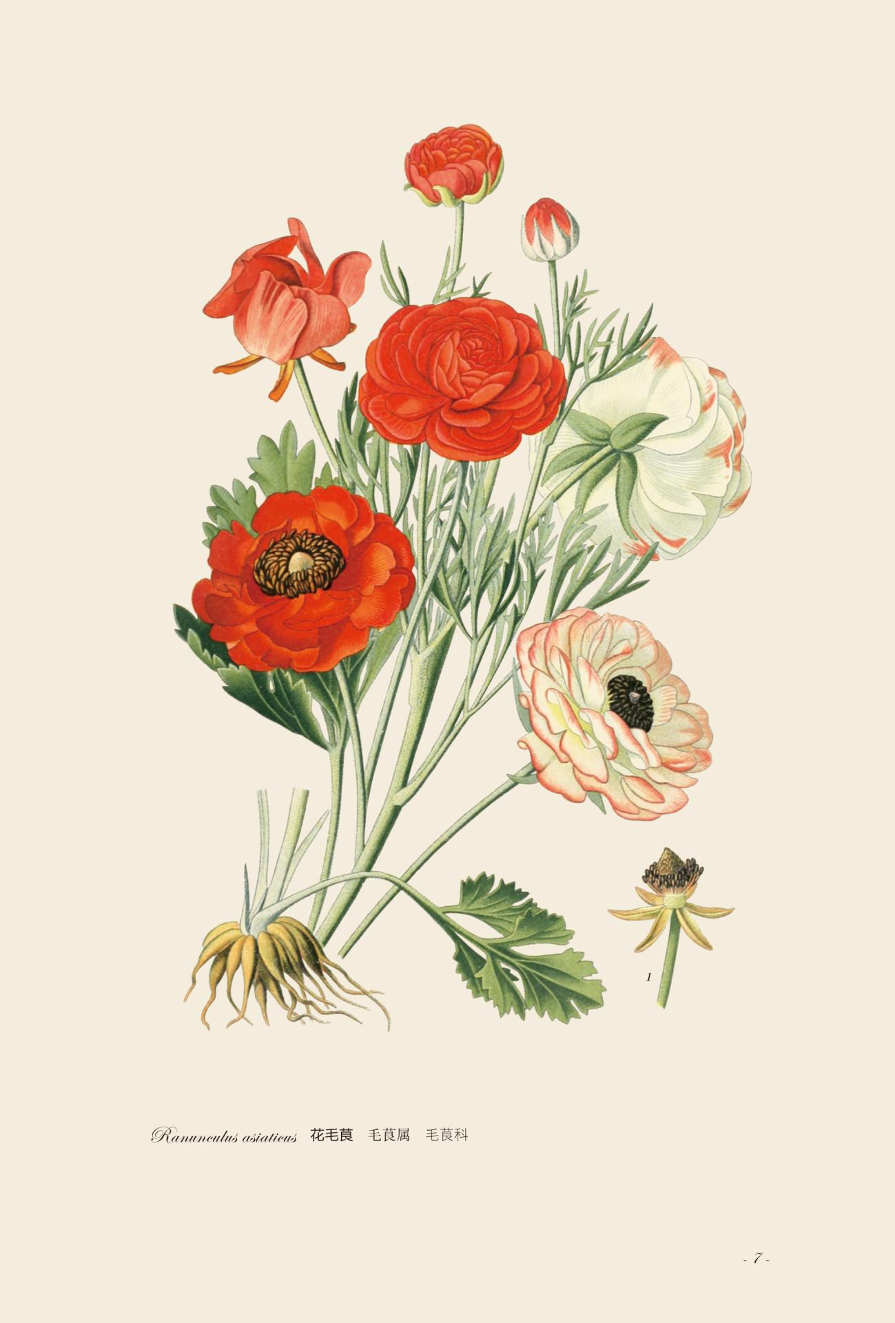 园艺花卉图谱这本书怎么样,中国花卉园艺