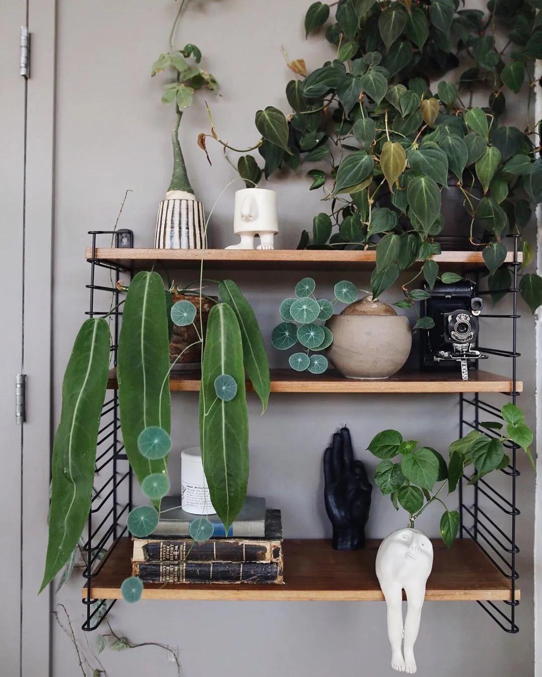 10片叶子的绿植,室内绿植盆栽一元