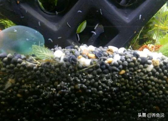 鱼缸蛋白虫的处理方法,鱼缸放铜币对蛋白虫有作用吗