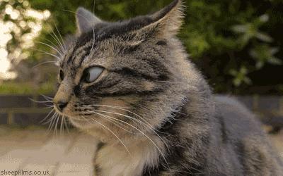 猫会不会憋屎憋死,猫会被尿憋死吗