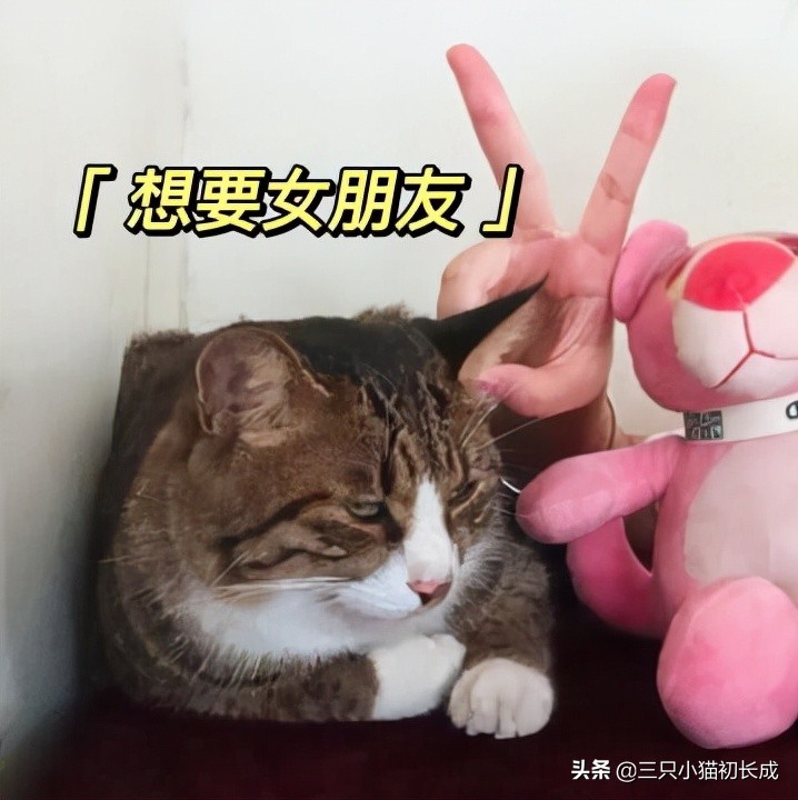猫咪绝育后的几件事,猫咪绝育后续出的问题是谁承担