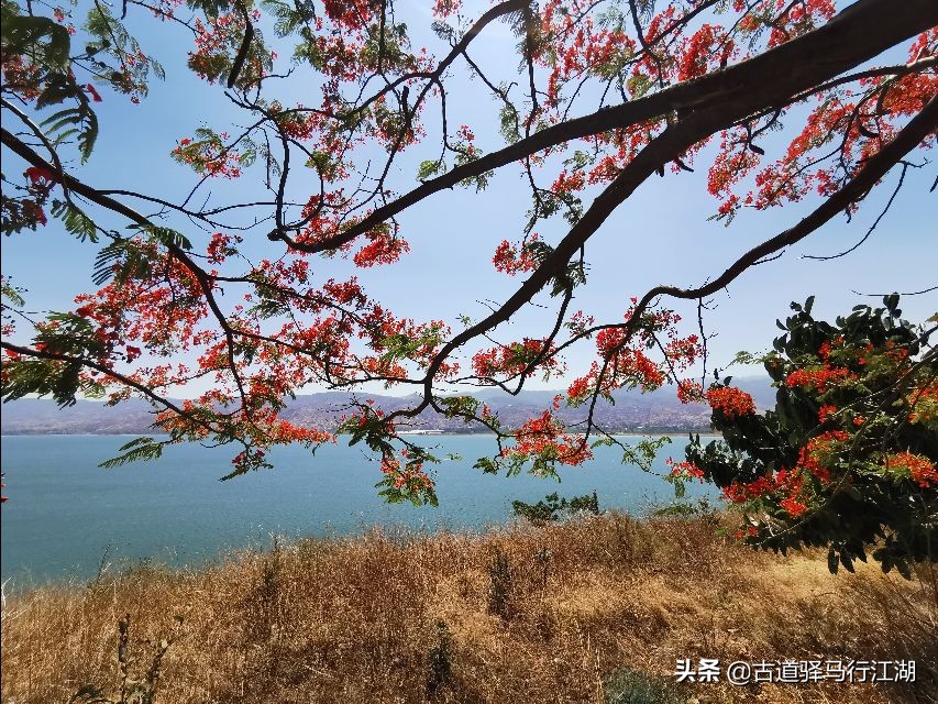 成也螺旋藻,败也螺旋藻~这个中国唯一的湖泊,未来该何去何从?