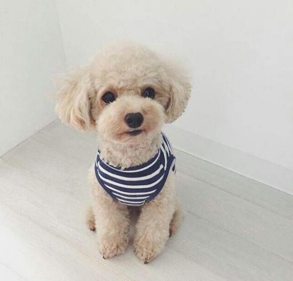 六个月泰迪需要补充什么营养,3个月的泰迪应该吃什么才有营养