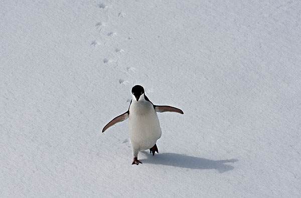 地球妈妈生病了故事,地球变暖冰川融化企鹅