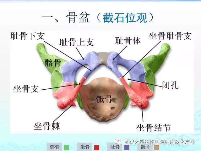 女性盆腔解剖与断层影像