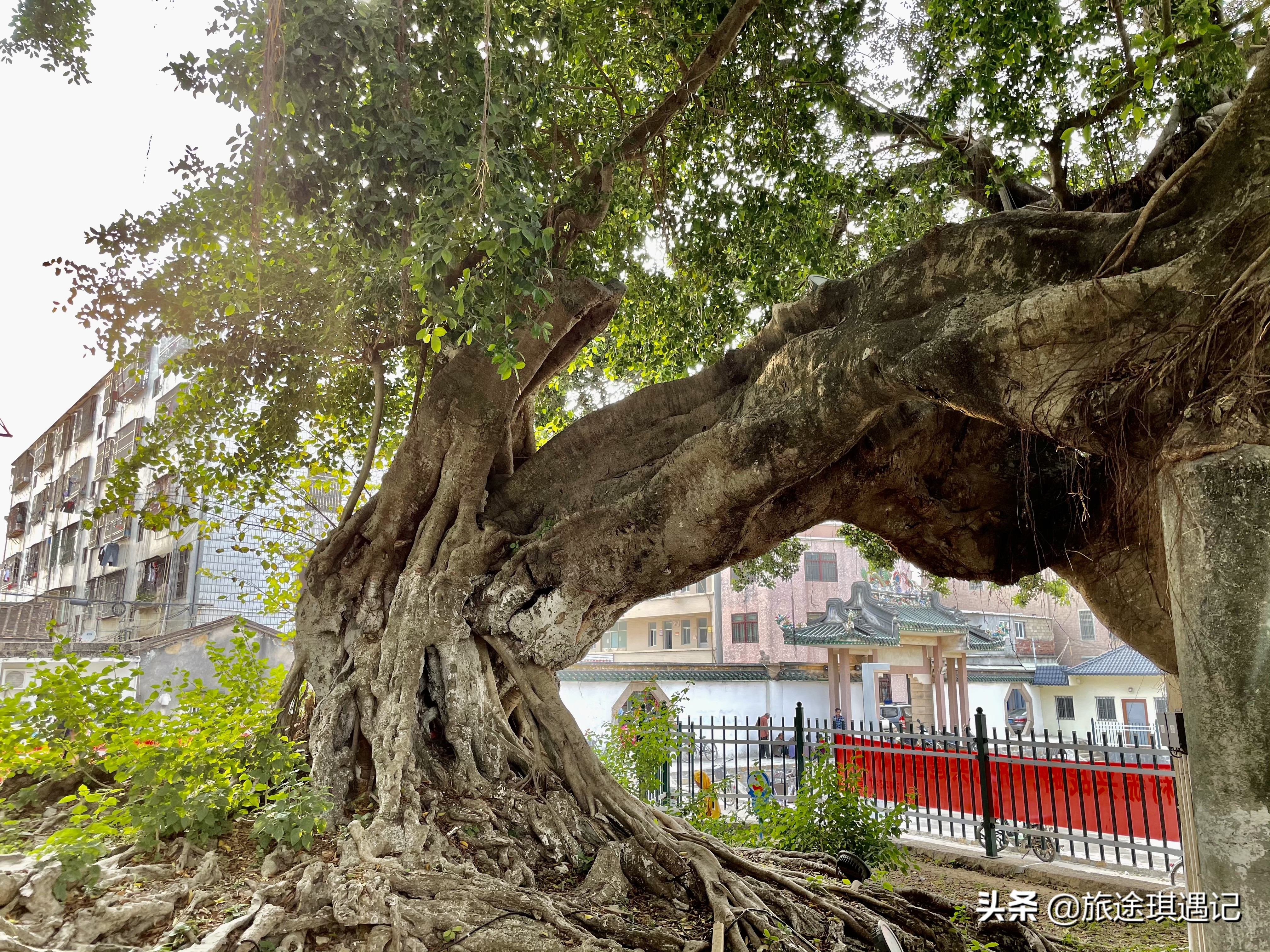 一座灯塔、一口神泉、一片风车，在广东惠来我看到了不一样的大海