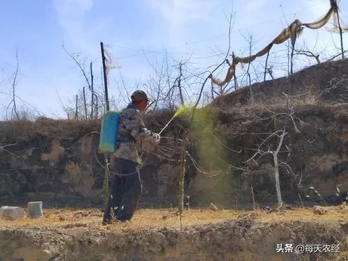 果树优质丰产技术及发展趋势,大果树丰产的最佳的修剪方法