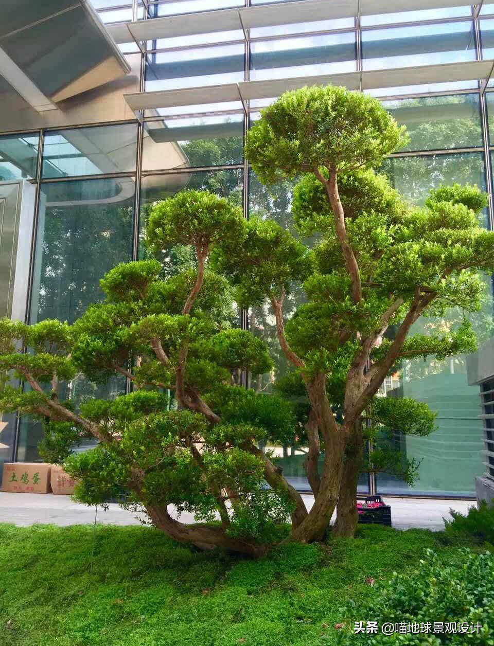 庭院景观设计品种齐全,别墅庭院主景树推荐