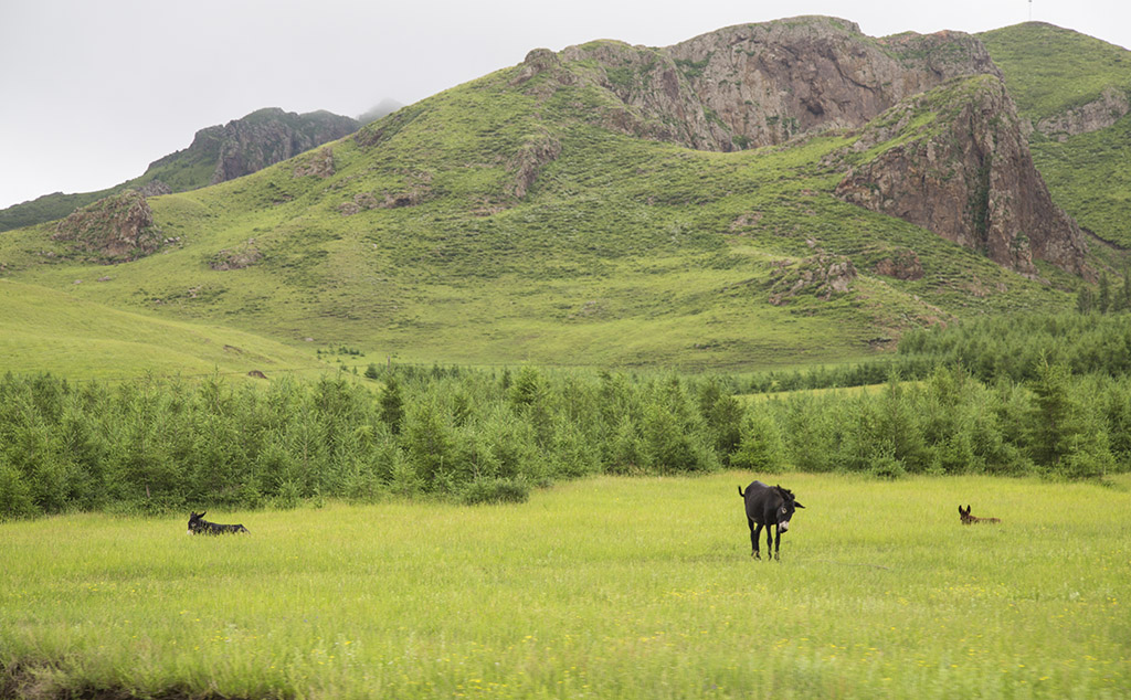 河北承德坝上草原京北第一草原,京北第一草原和坝上草原嘉年华