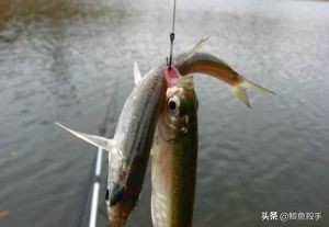 拉白条鱼,拉白条技巧视频教程