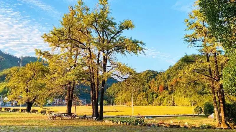 满地尽是黄金叶!来余杭及周边这几个地方,享受限定的初冬浪漫吧