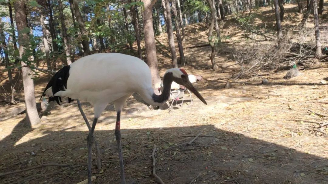 今起东北虎园大门票半价!近百种珍稀动物,带你走进现实版动物世界!