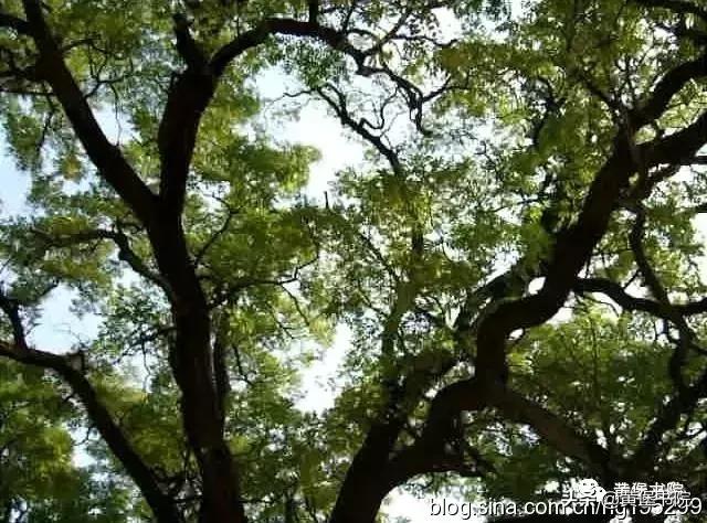 八河老槐树,柴库老槐树