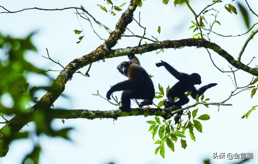 为什么云南女人长相好看,云南真的很漂亮吗