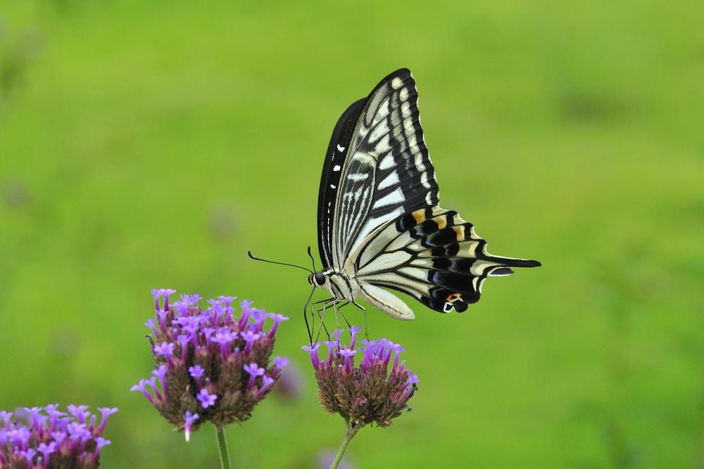 昆虫羽化是怎么认主的,昆虫都会羽化么