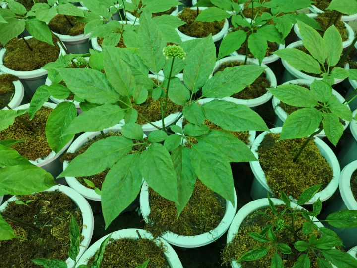 怎么用人参种子种人参,人参须能种出人参吗