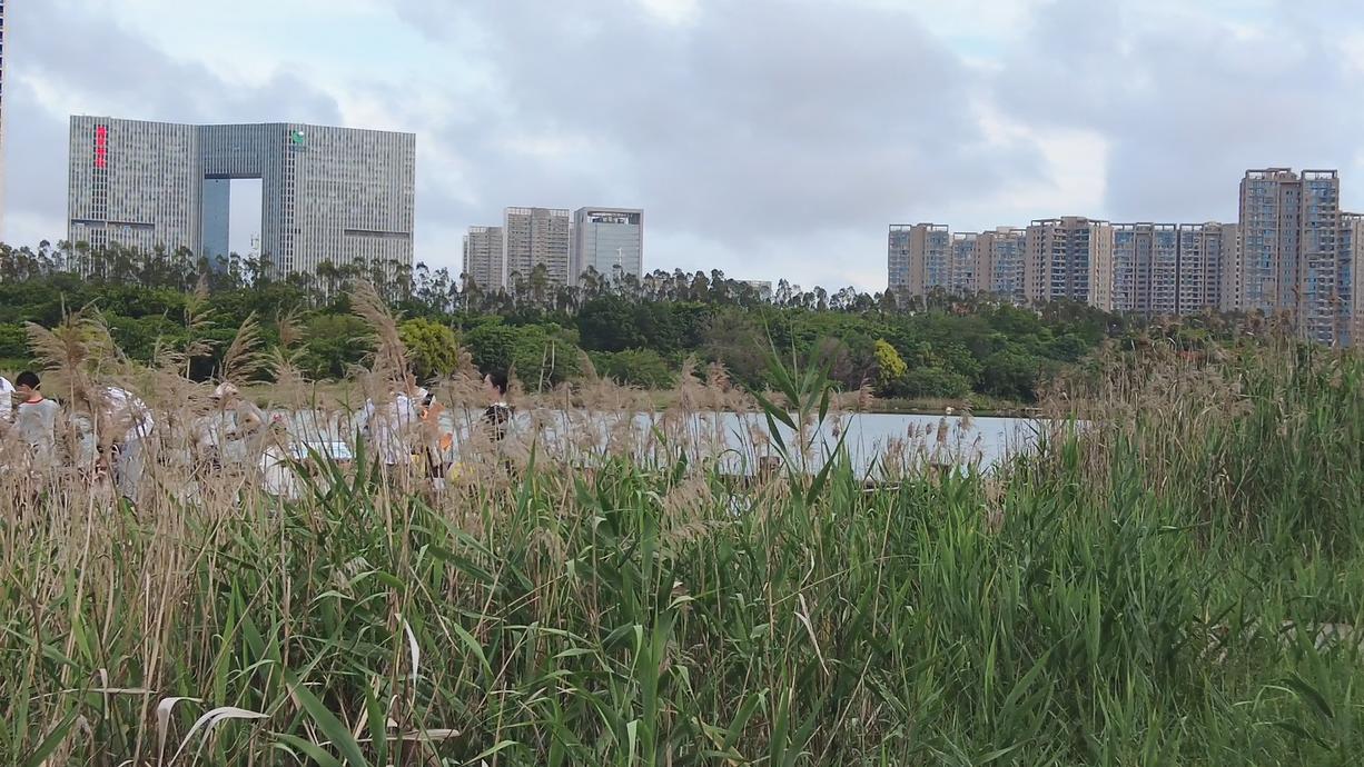一处清净之地,五缘湾湿地公园风景如画