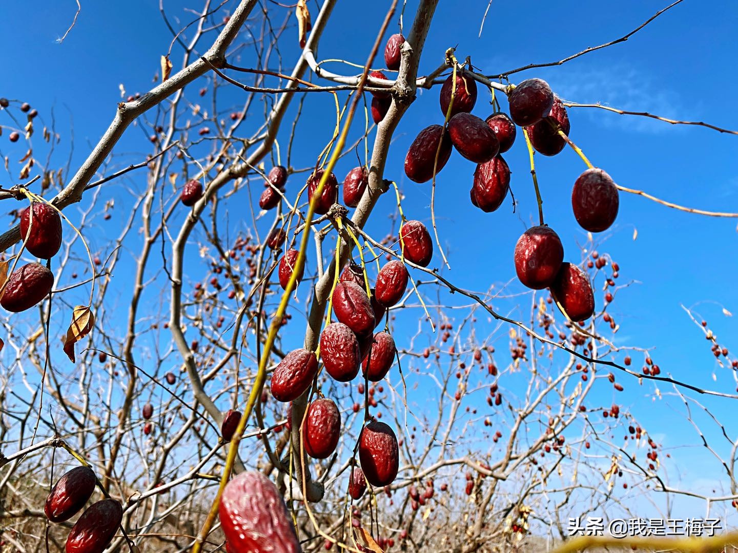 若羌灰枣肉厚小枣香浓郁,沙漠灰枣特产