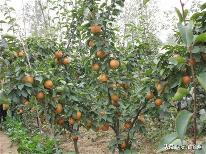 59元9斤大果收购价,小果价格多少钱一斤