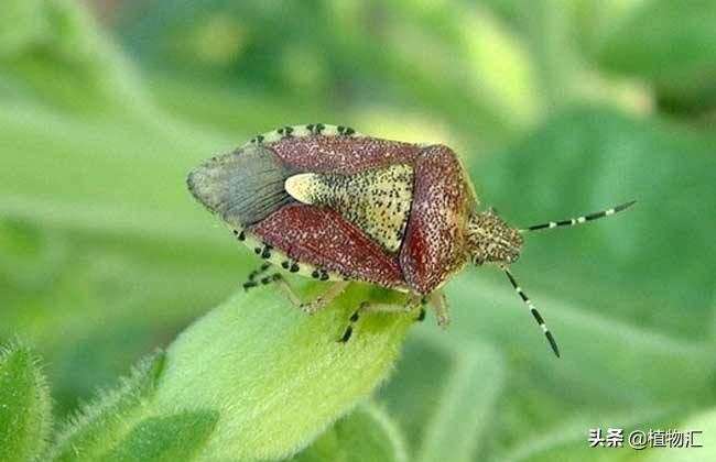 教你识别十大虫害,专治各种害虫图谱大全