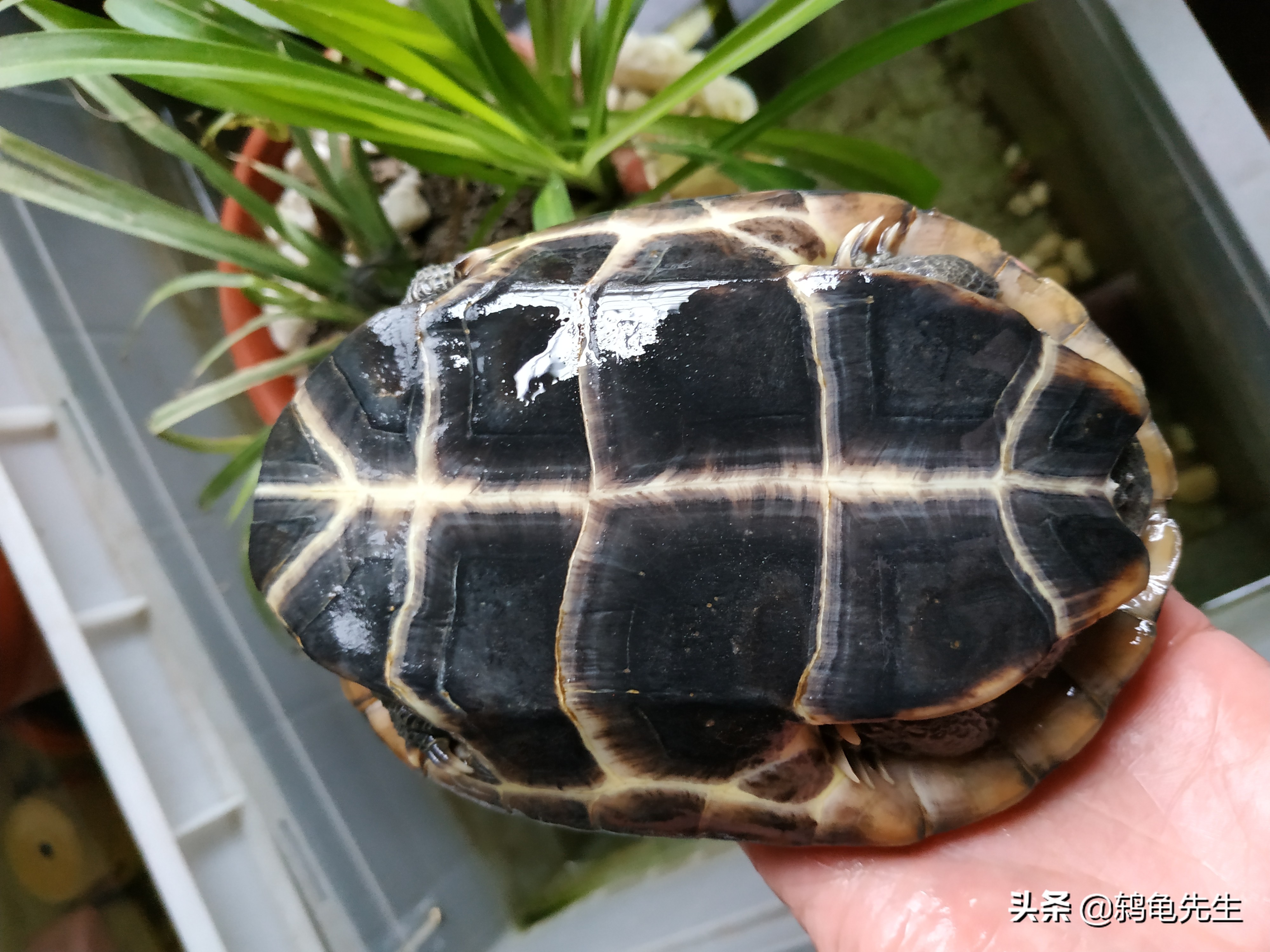 养乌龟是选小龟还是大龟好,幼龟好养还是大龟好养