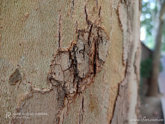 realmeX2评测:普及6400万鹰眼四摄的急先锋