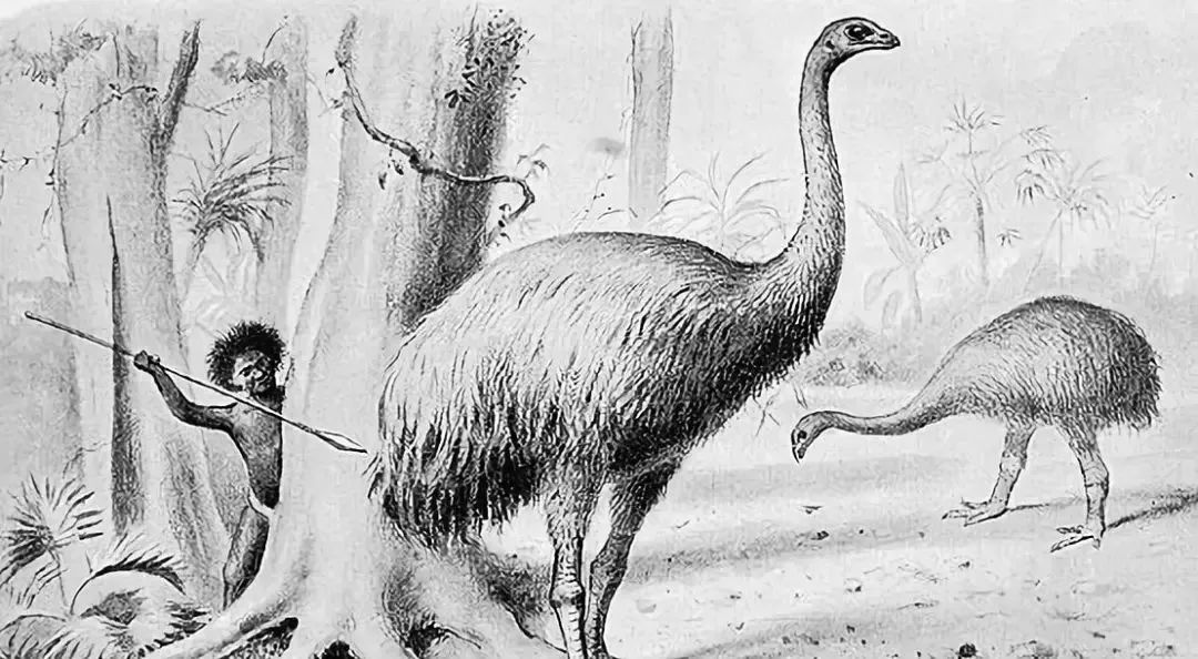 新西兰的雨林||皮龙亚狂想曲（7）