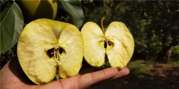 「密云农业」终于等到你，还好没放弃！黄元帅苹果上架开售了