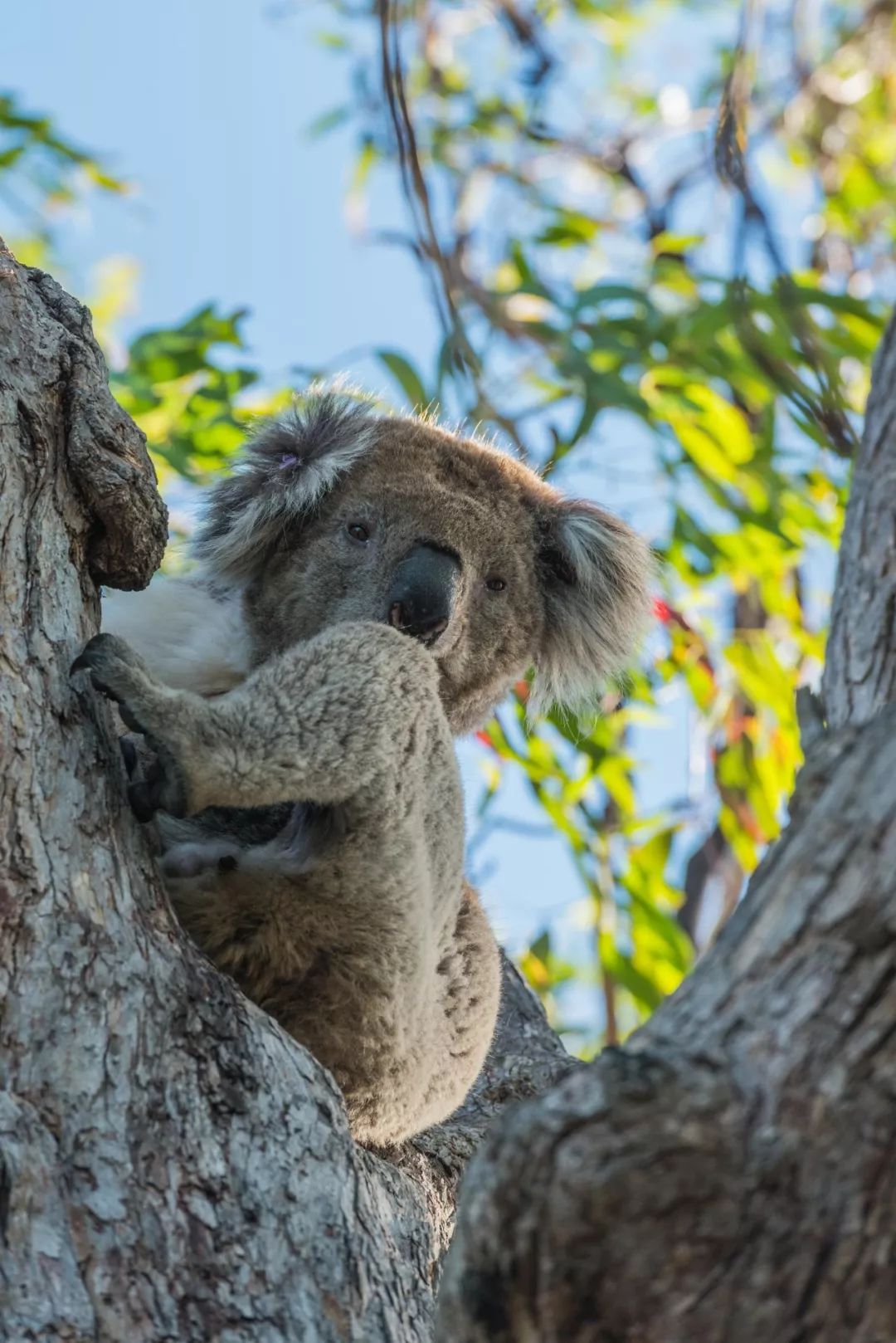 悉尼到阿德莱德自驾游,澳大利亚阿德莱德悉尼距离