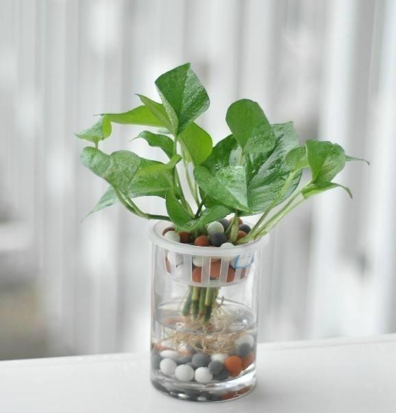 一年四季常绿比绿萝还好养,绿萝四季常绿是什么意思