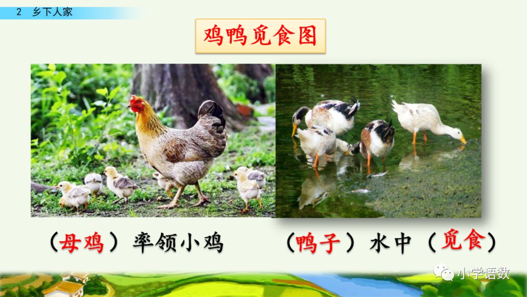 四年级下册乡下人家小练笔350字,四年级语文下册繁星精讲教学视频