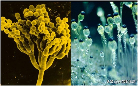 真菌结构图手绘简单清晰,真菌结构和功能的基本单位是什么