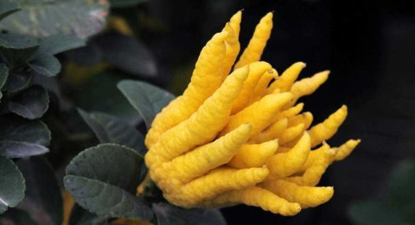 怎样才能让佛手早开花早结果,为什么佛手光长叶不开花结果