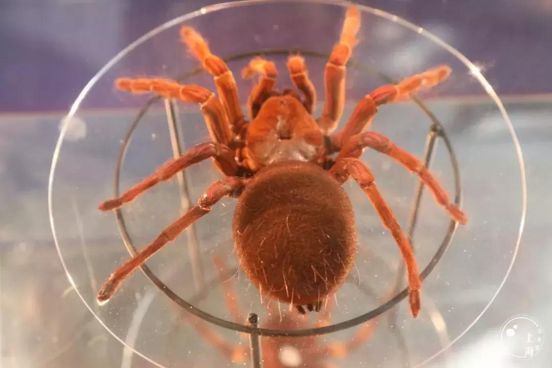 整个上海都是繁华的吗,上海一座美丽的魔都