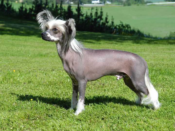 最齐全的狗狗品种介绍及图片,带你了解一下常见狗狗的品种