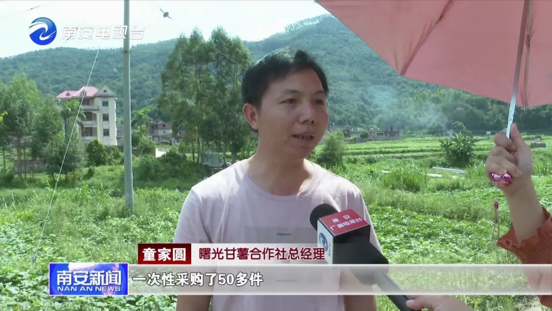 手慢无~南安官桥600亩曙光甘薯丰收啦