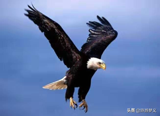 那些说不出名字的鸟,常见的纯黑色羽毛的鸟有哪些