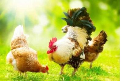 鸡伸头张口呼噜怎么办,鸡嗓子里有痰呼噜呼噜的吃什么药