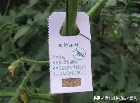 西红柿叶子上有黑色小飞虫怎么办,西红柿叶子上有小白蛾怎么办