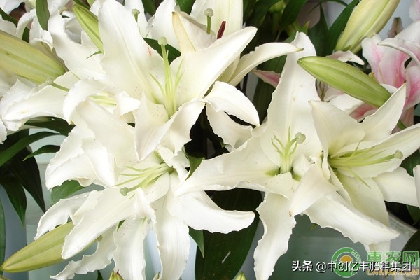 食用百合种球的种植方法,百合种球的种植方法