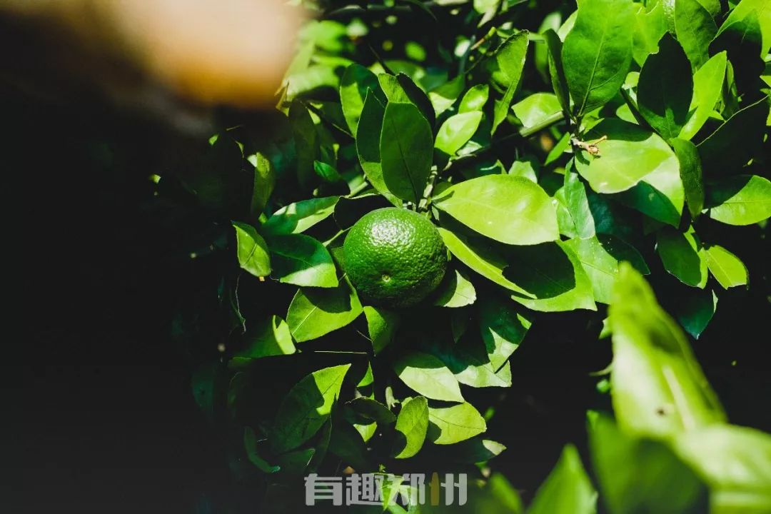 沙口路的这碗汤，让郑州街头的人们都成了美食家