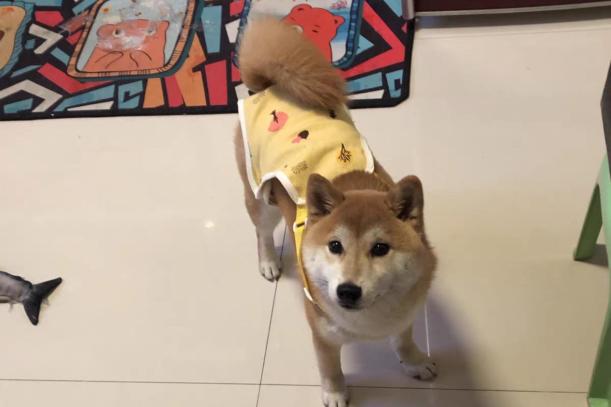 狗狗竟然也会来大姨妈，这7件事铲屎官一定要注意