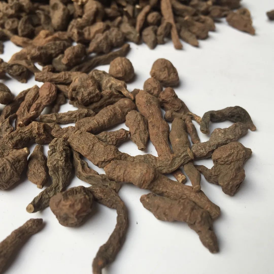 *藏西**人参果简介与常见做法——蕨麻